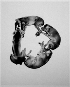 Image description is not available for 2001.062